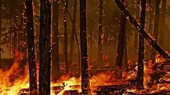 „Невиждано унищожение“: Близо 70 загинали, стотици изчезнали и десетки хиляди евакуирани при пожарите в Хавай (снимки)