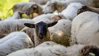 Овце във Велинград няма да се умъртвяват засега, ще направят повторни проби за чума
