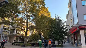Започна оформянето на дърветата в централната пешеходна зона на Враца за есенно-зимния сезон