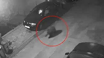 Домашни или безстопанствени кучета са подгонили мечето, разходило се из Благоевград