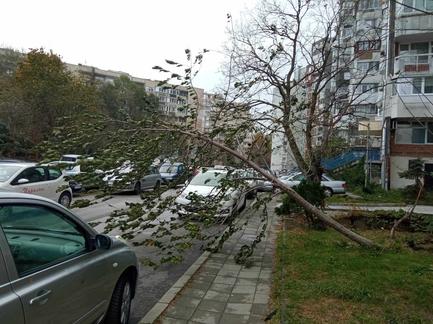 Ураганът повали десетки дървета във Варна (снимки)